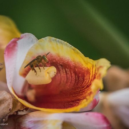 Manish Hotel Ecologico Pucallpa Kültér fotó